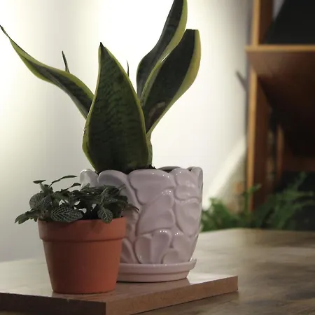 Sgn Living-2